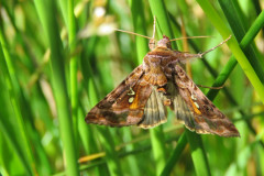Beautiful-golden-Y-moth.