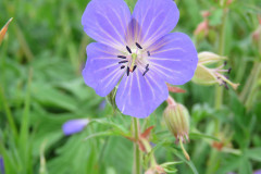 Blue-flower-of-Dunluceaka-Meadow-Cranesbill