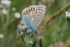 Common-blue-butterfly