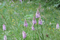 Common-spotted-orchids-in-garden-meadow