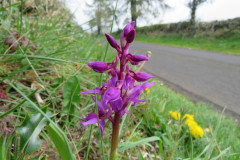 Early-purple-orchid-on-road-verge