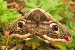 Emperor-moth