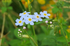 Forget-me-not-sp