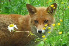 Foxcub-in-meadow