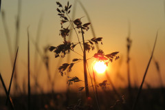 Sun-setting-on-grasses-in-the-meadow.
