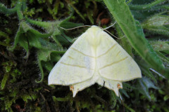 Swallowtail-moth