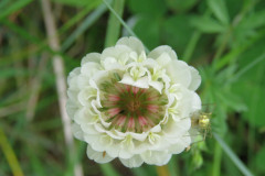 White-clover