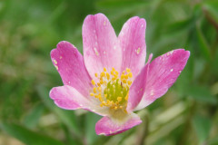 Wood-anemone-2